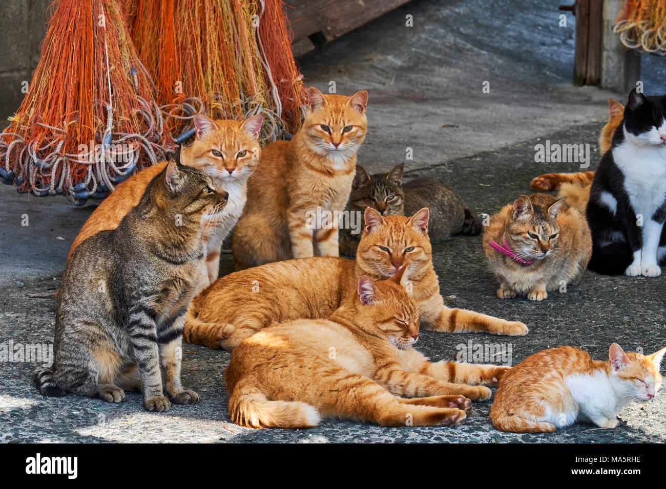 Japan Cat Island Aoshima Island High-Res Stock Photo - Getty Images