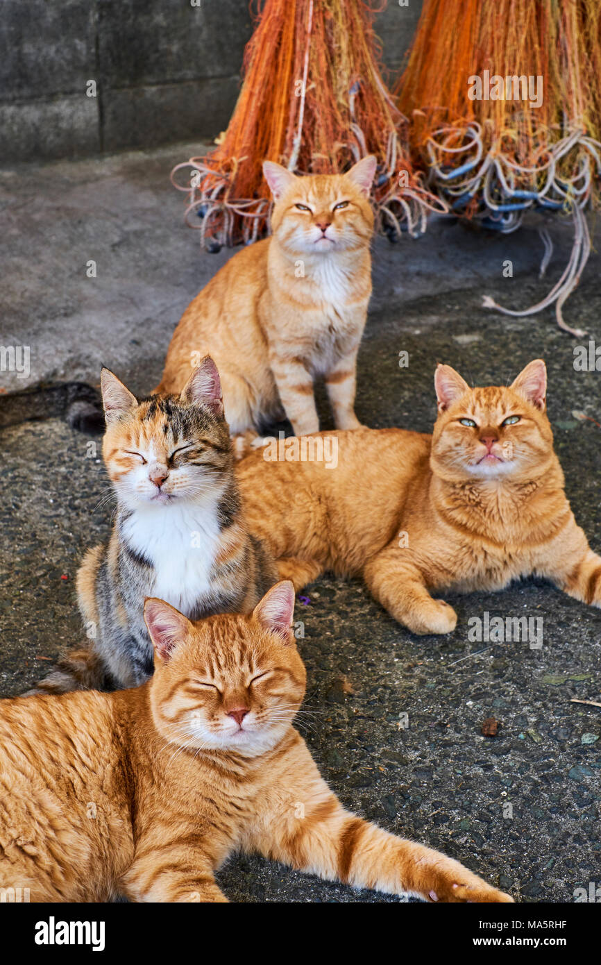 Feeding Cats on famous Aoshima nekojima Japanese cat island pier Stock  Photo