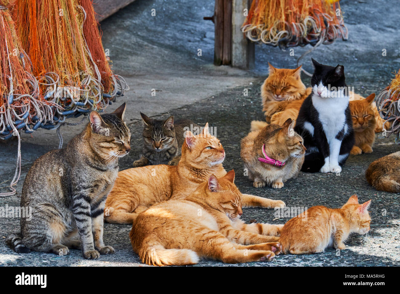 Japan, Shikoku island, Ehime region, Aoshima island, Cat island, local  tourist Stock Photo - Alamy