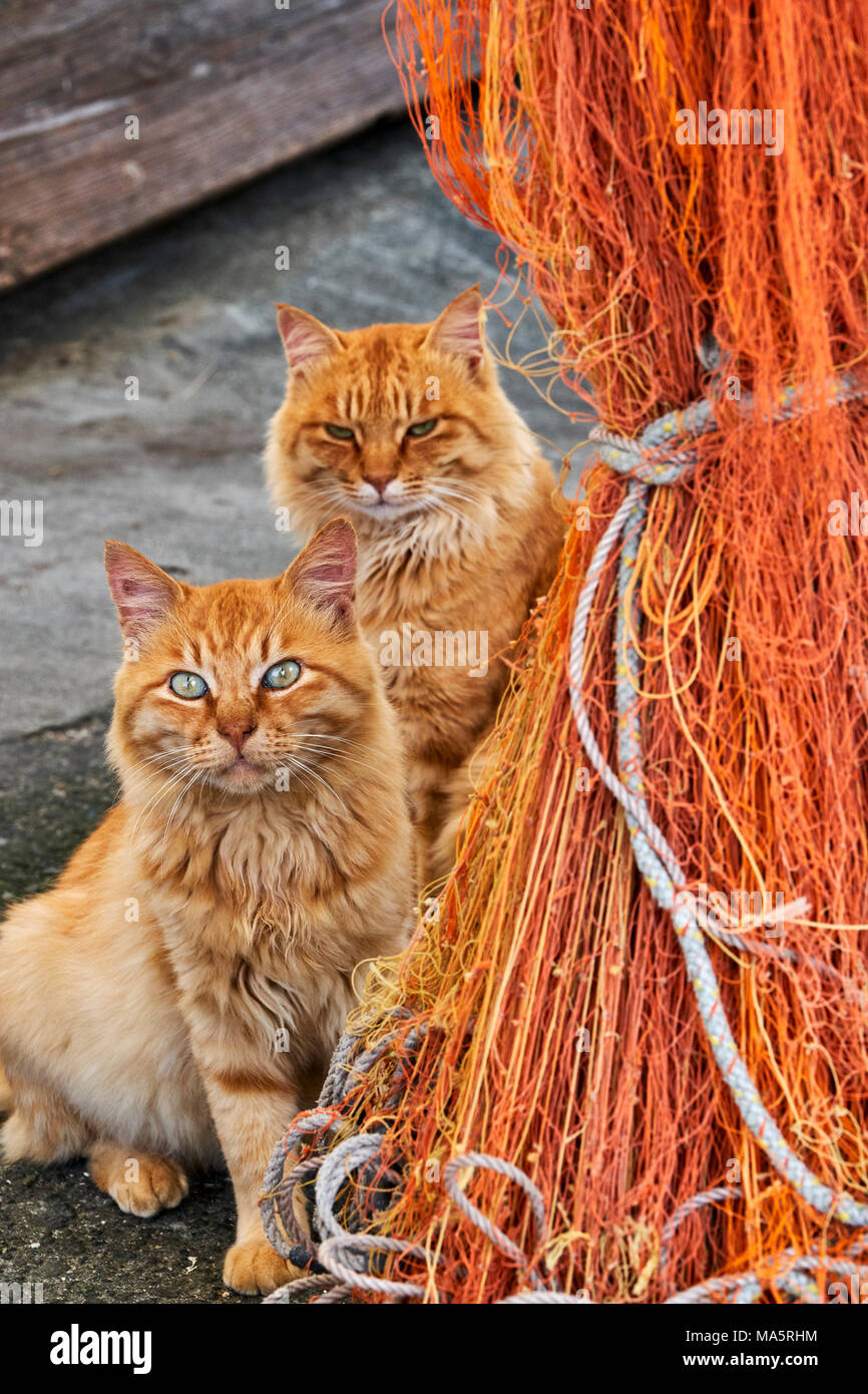 Aoshima japan hi-res stock photography and images - Alamy