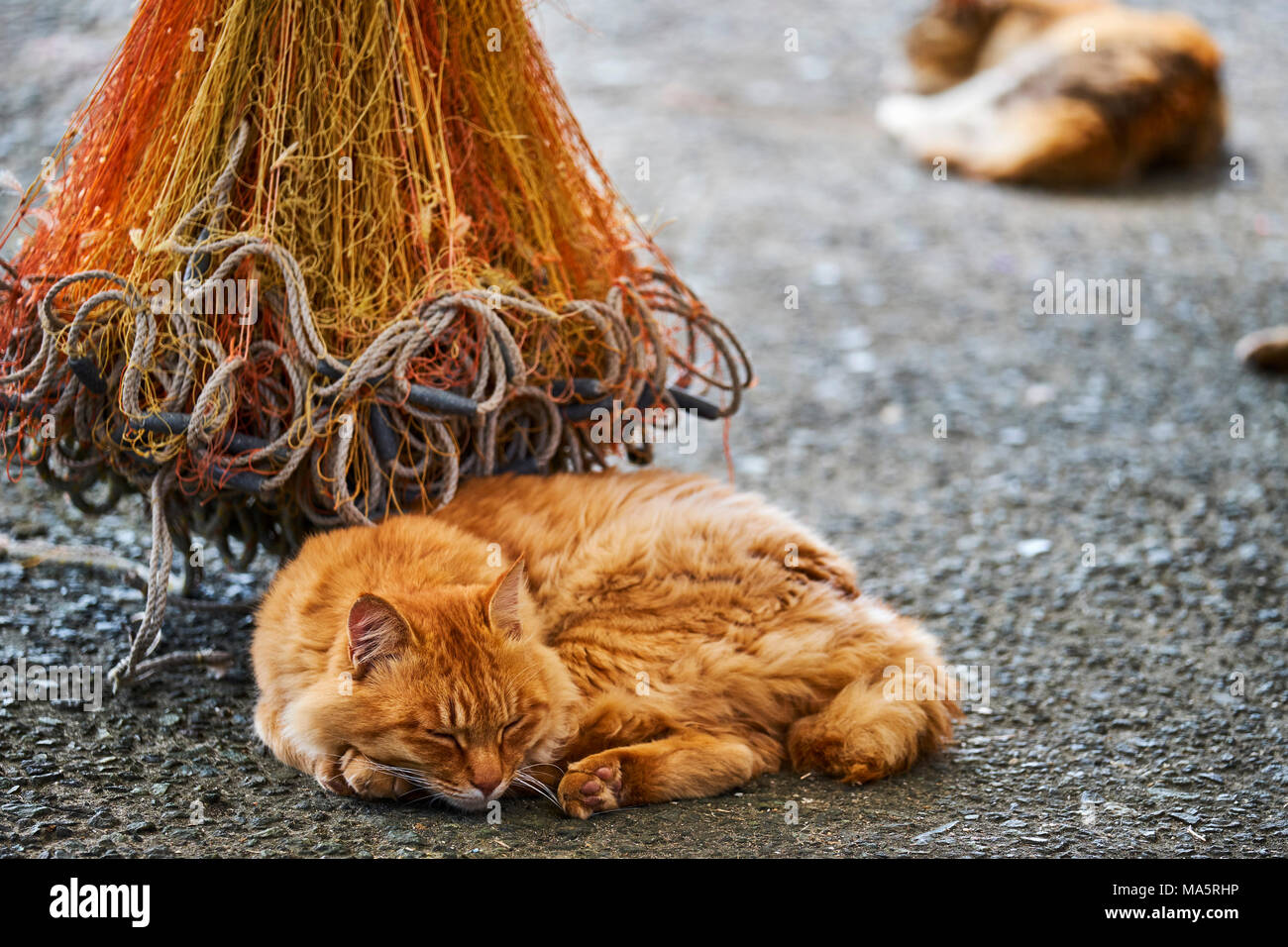 Japan, Shikoku island, Ehime region, Aoshima island, Cat island, local  tourist Stock Photo - Alamy