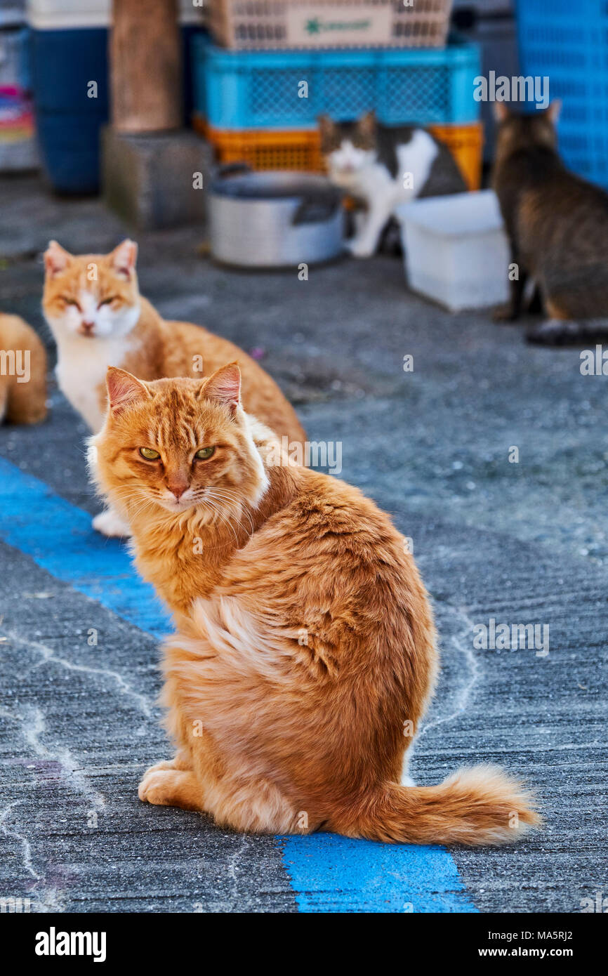 Japan, Shikoku island, Ehime region, Aoshima island, Cat island, local  tourist Stock Photo - Alamy