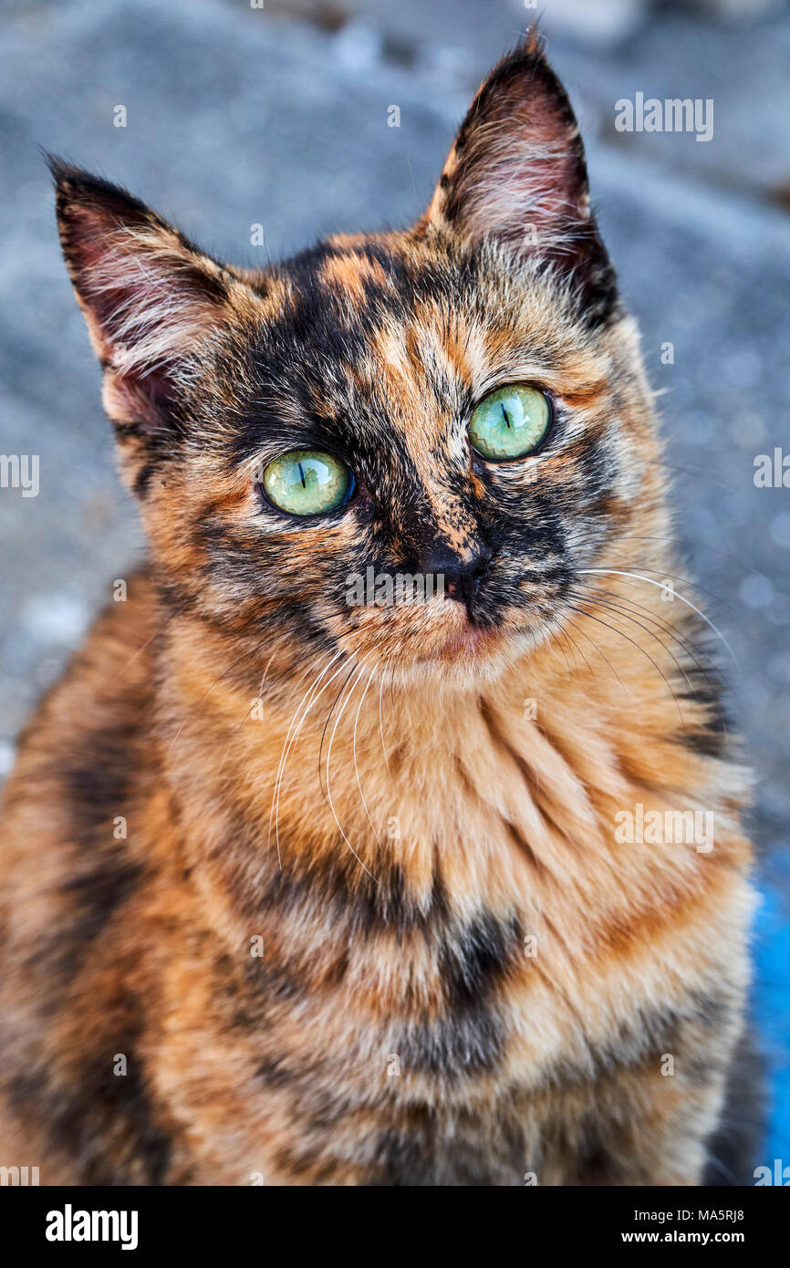 Japan, Shikoku island, Ehime region, Aoshima island, Cat island, local  tourist Stock Photo - Alamy