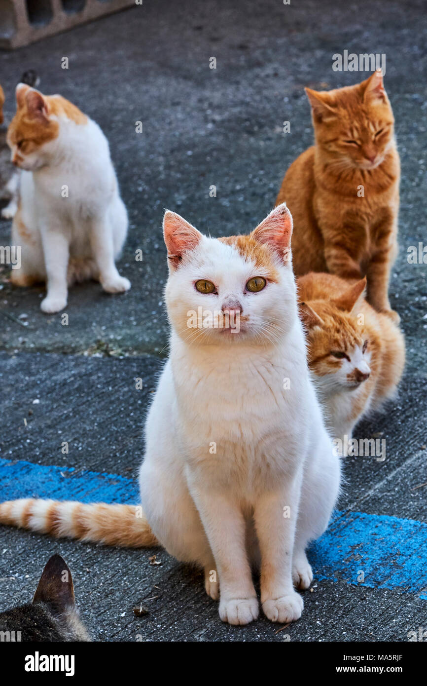 Japan, Shikoku island, Ehime region, Aoshima island, Cat island Stock Photo  - Alamy