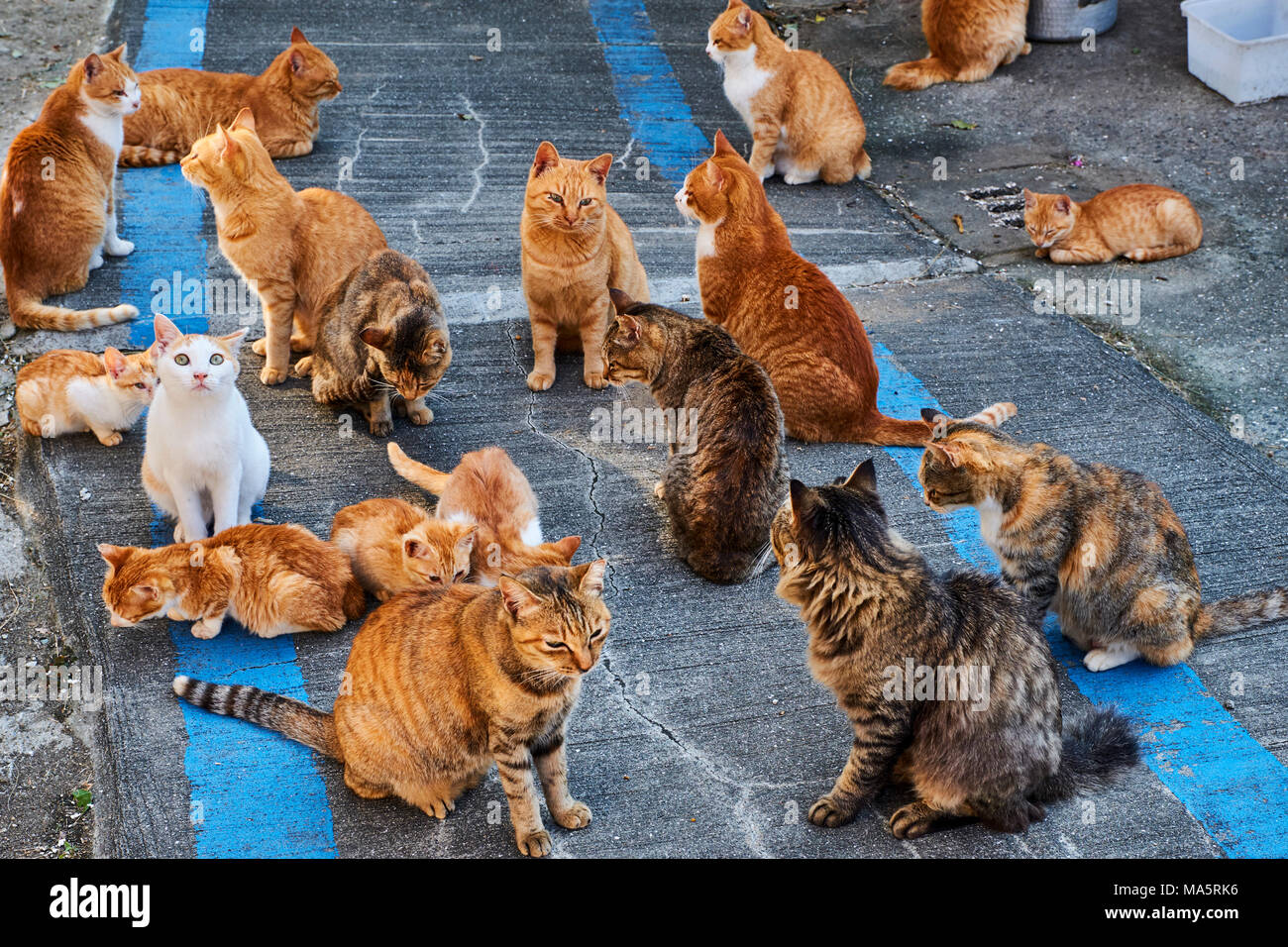 Aoshima Island in Ehime: All You Need to Know Before Going to This Cat  Island