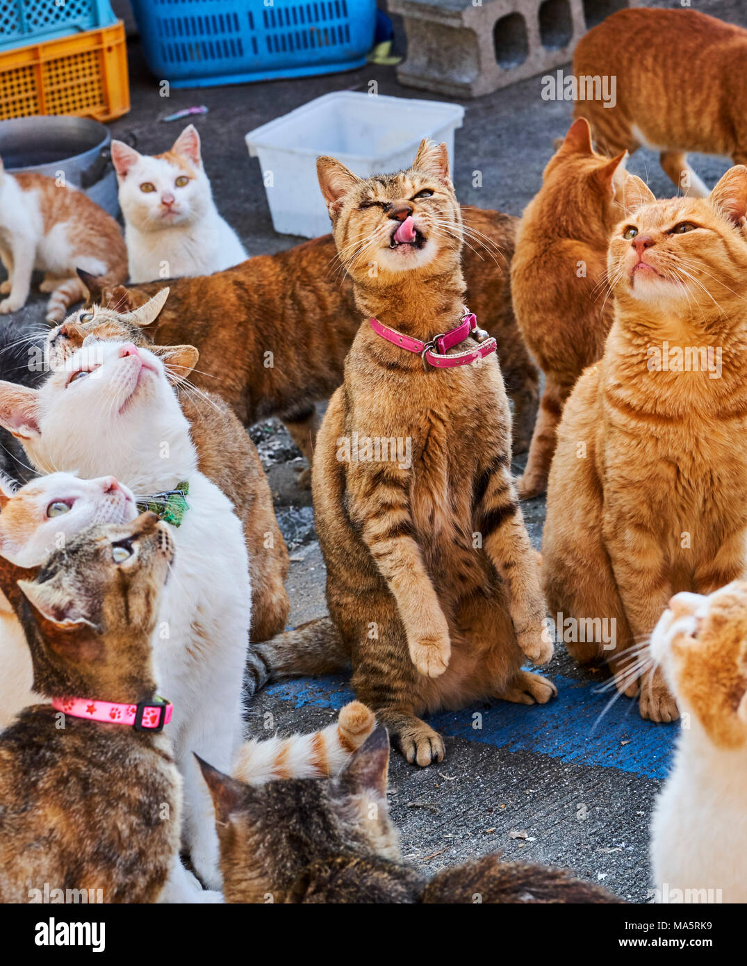 Feeding Cats on famous Aoshima nekojima Japanese cat island pier Stock  Photo