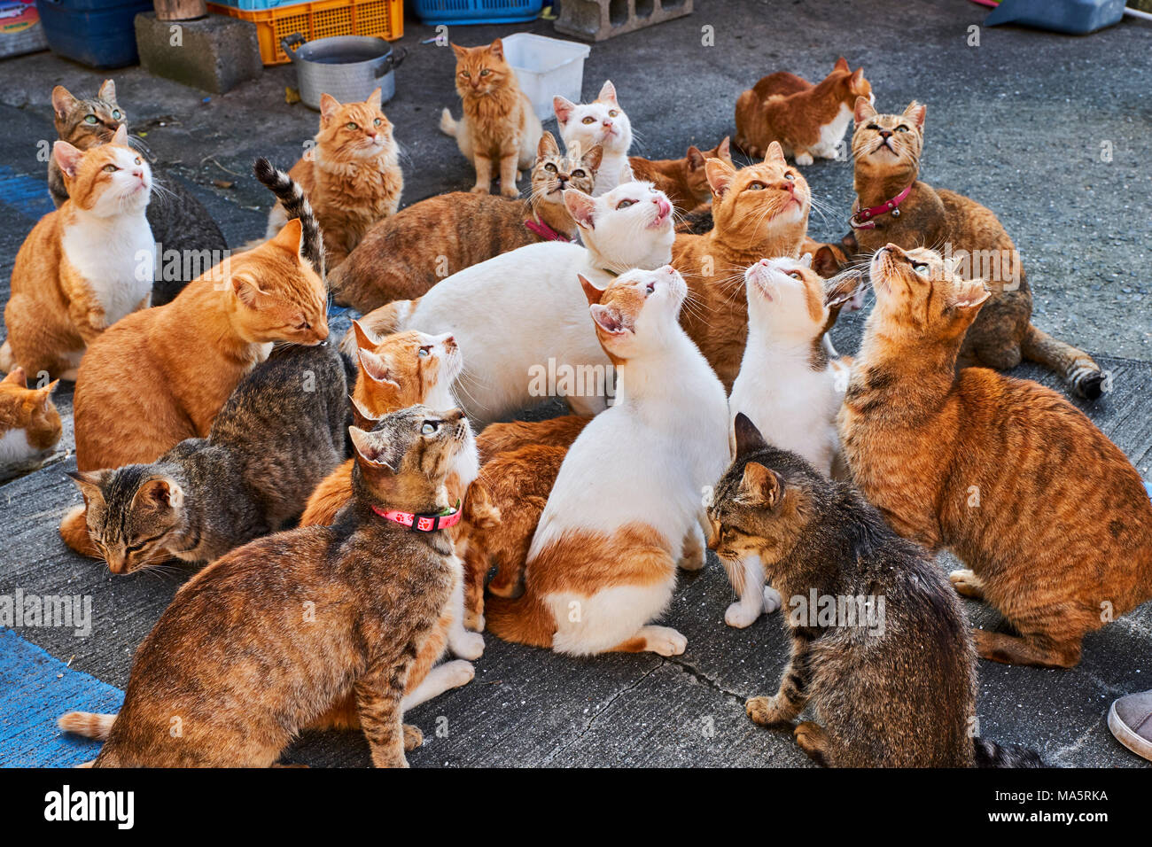 Feeding Cats on famous Aoshima nekojima Japanese cat island pier Stock  Photo