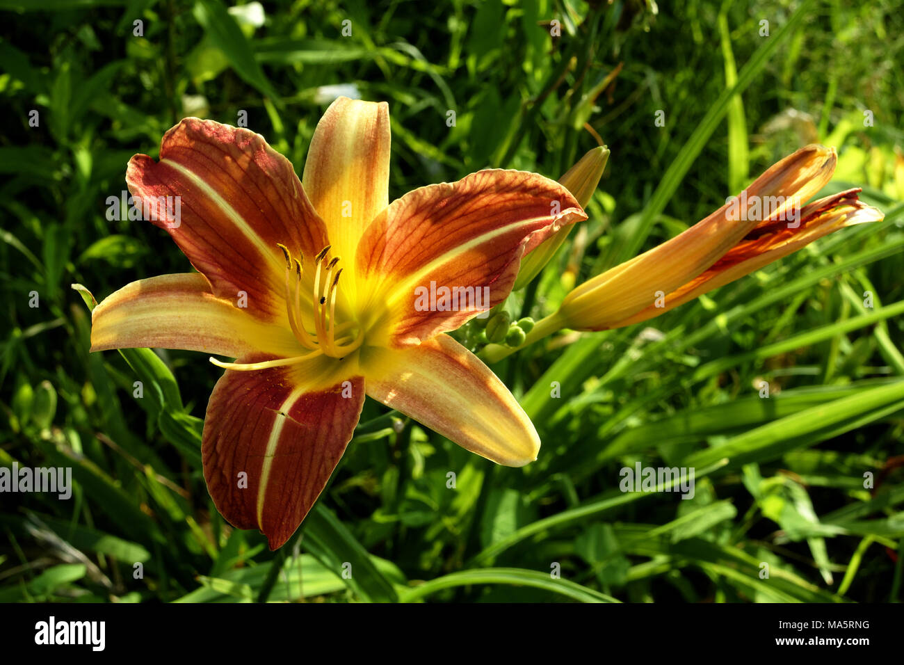Brightly coloured red and yellow daylilies (Hemerocallis) in a summer garden (Suzanne 's garden, Mayenne, Pays de la Loire, France). Stock Photo