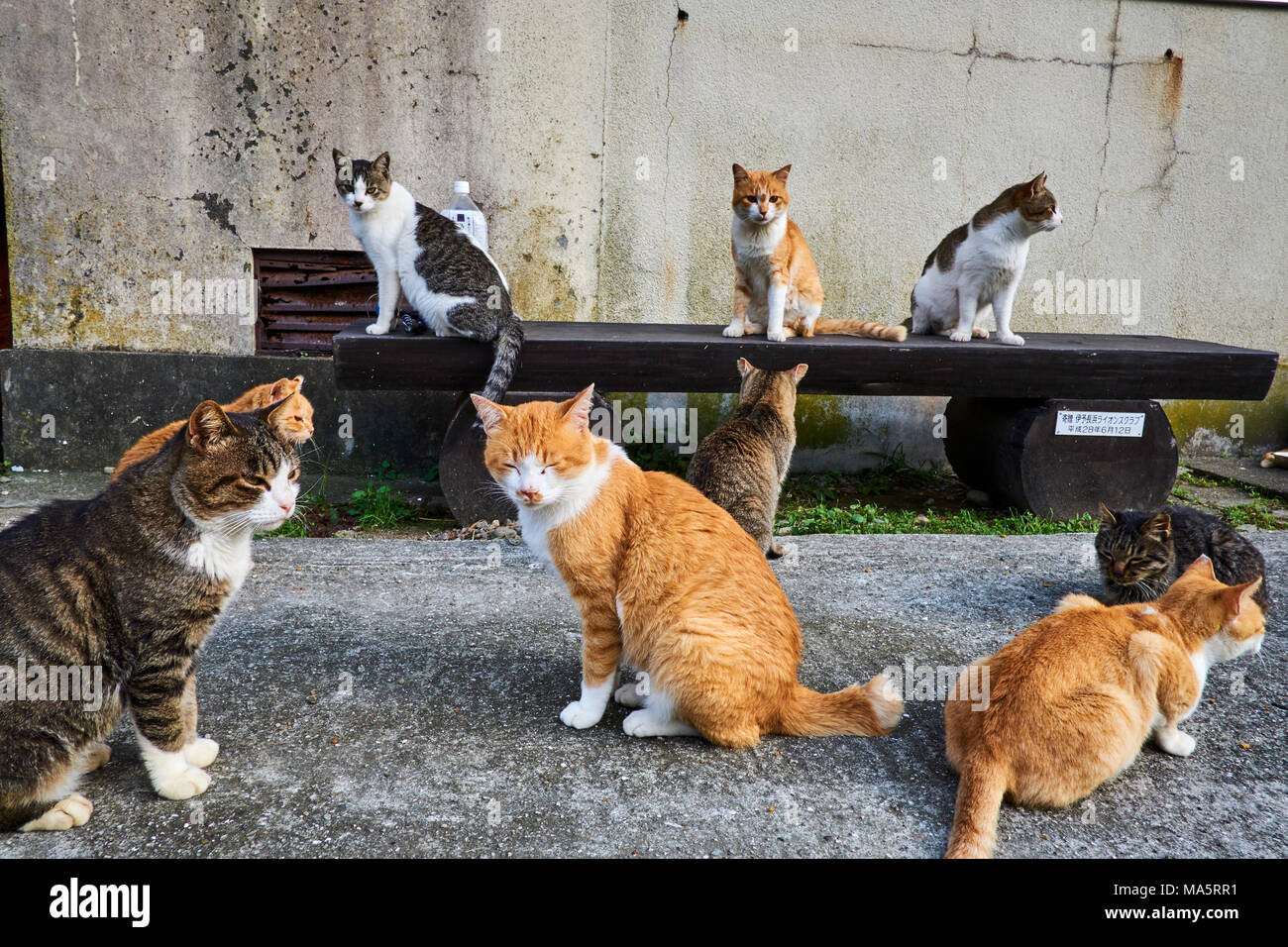 Japan, Shikoku island, Ehime region, Aoshima island, Cat island, local  tourist Stock Photo - Alamy