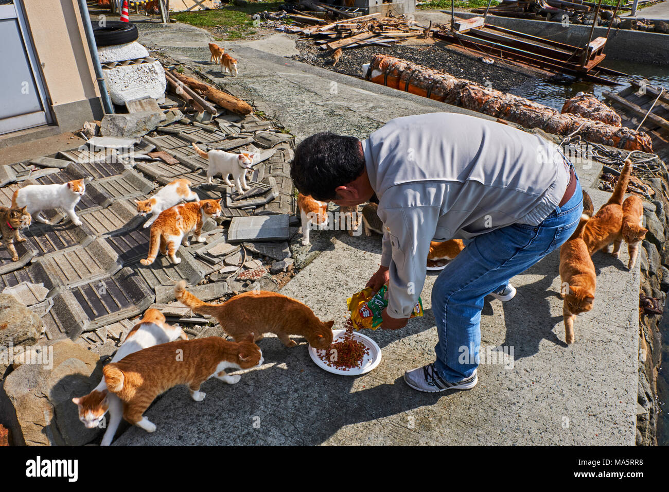 Japan, Shikoku island, Ehime region, Aoshima island, Cat island Stock Photo  - Alamy