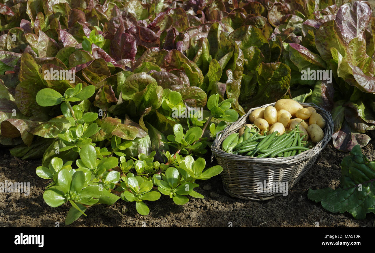 A plant of purslane bordering lettuce (Batavia 'Rouge Grenobloise'), harvesting green beans and potatoes  (Suzanne 's garden, Mayenne, Fr). Stock Photo