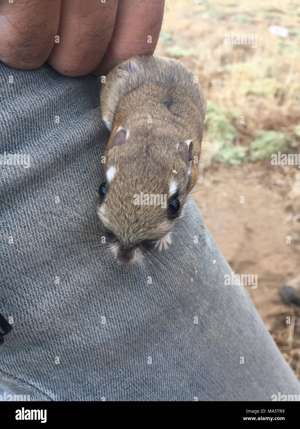 Endangered Stephen's Kangaroo Rats Respond To Traffic