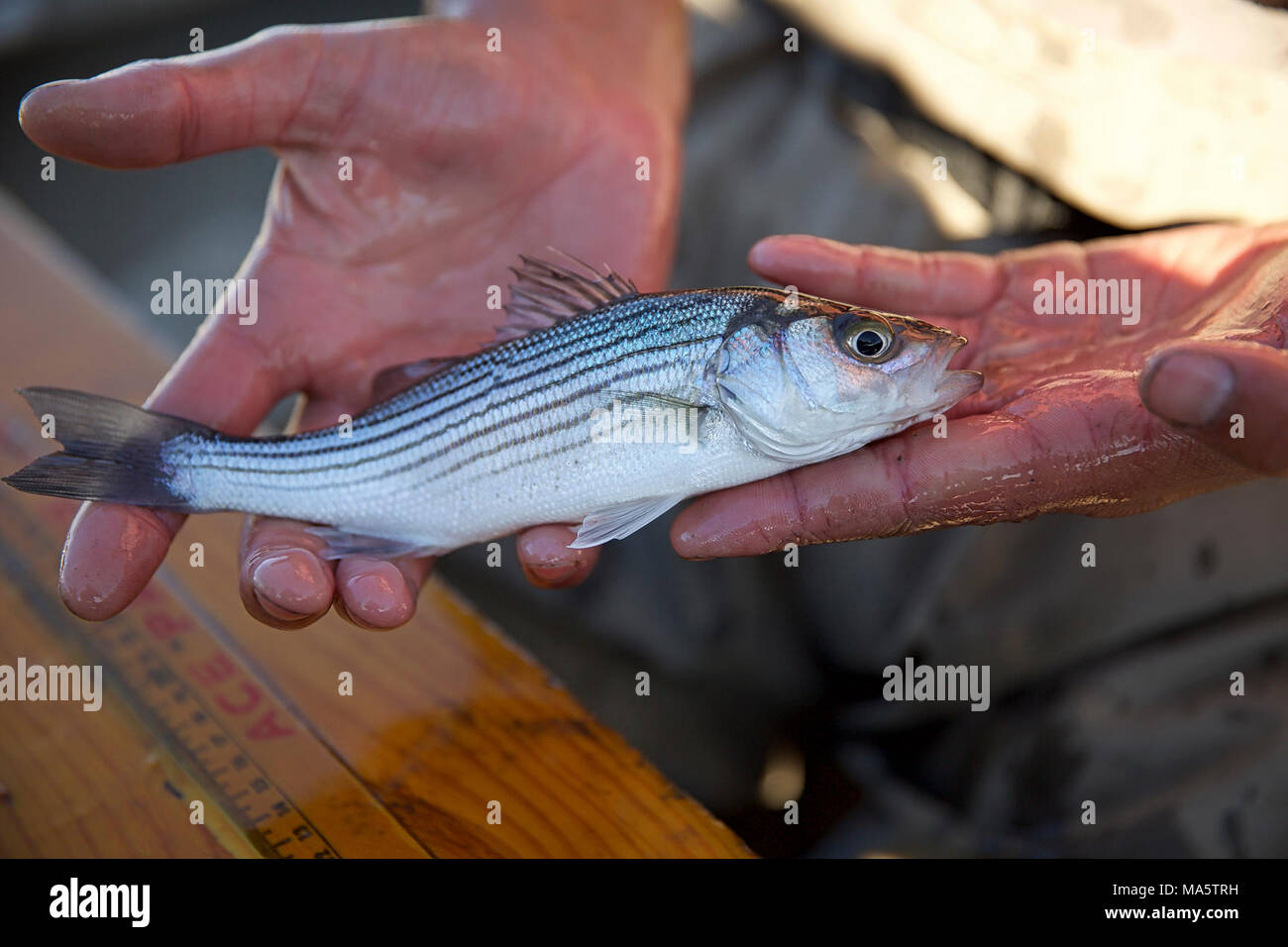 Striped bass. Striped bass captured and returned to the San Joaquin River near Tracy, California during U.S. Fish and Wildlife Service white sturgeon monitoring operations Nov. 28, 2017. Stock Photo
