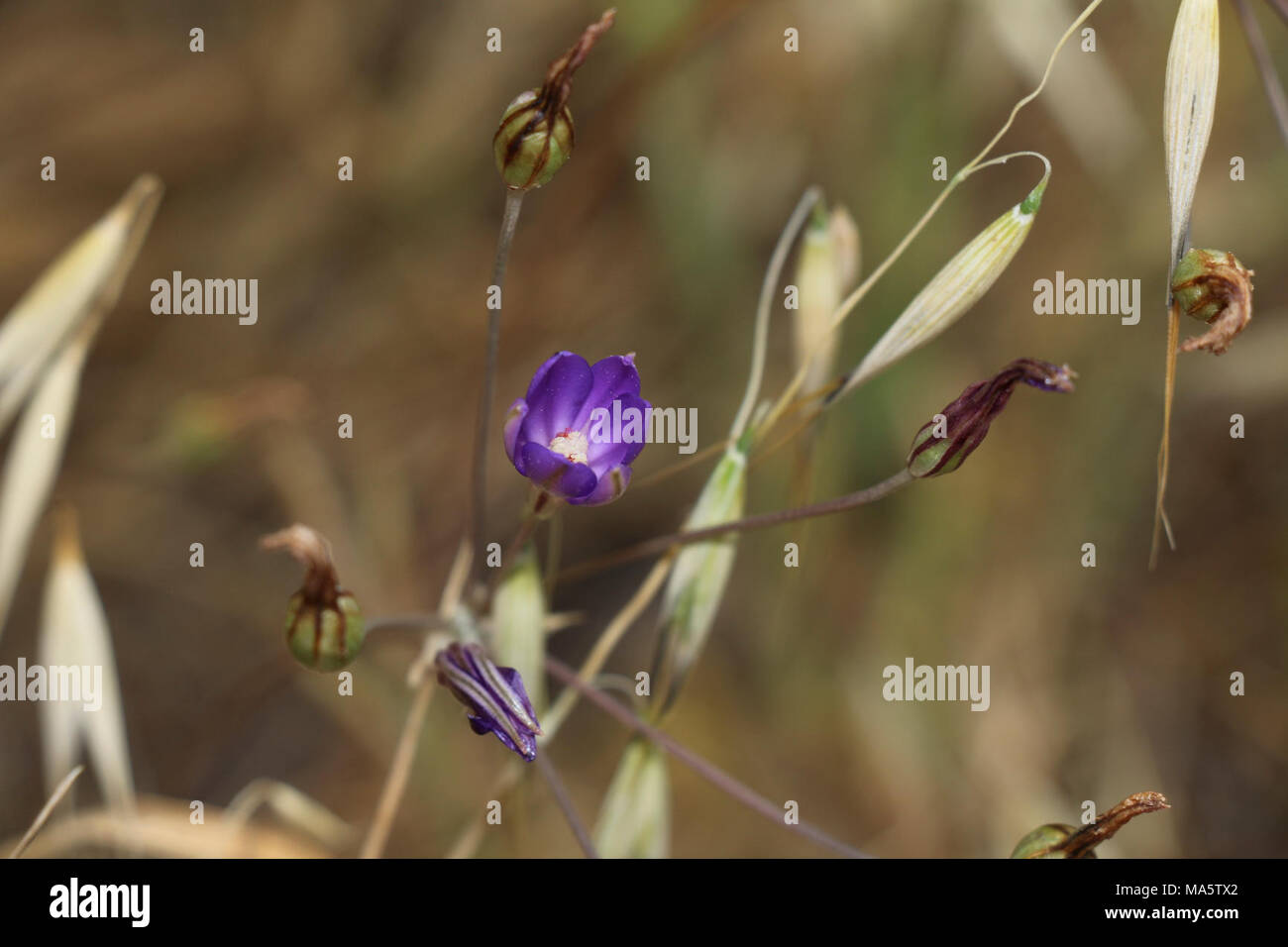 Thread-leaved brodiaea is listed as threatened under the Endangered Species. Stock Photo