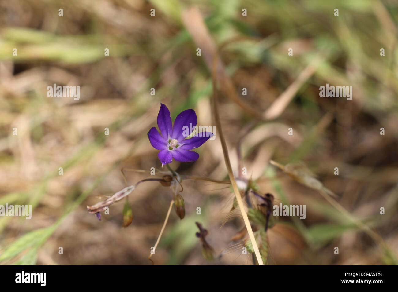 Thread-leaved brodiaea is listed as threatened under the Endangered Species. Stock Photo