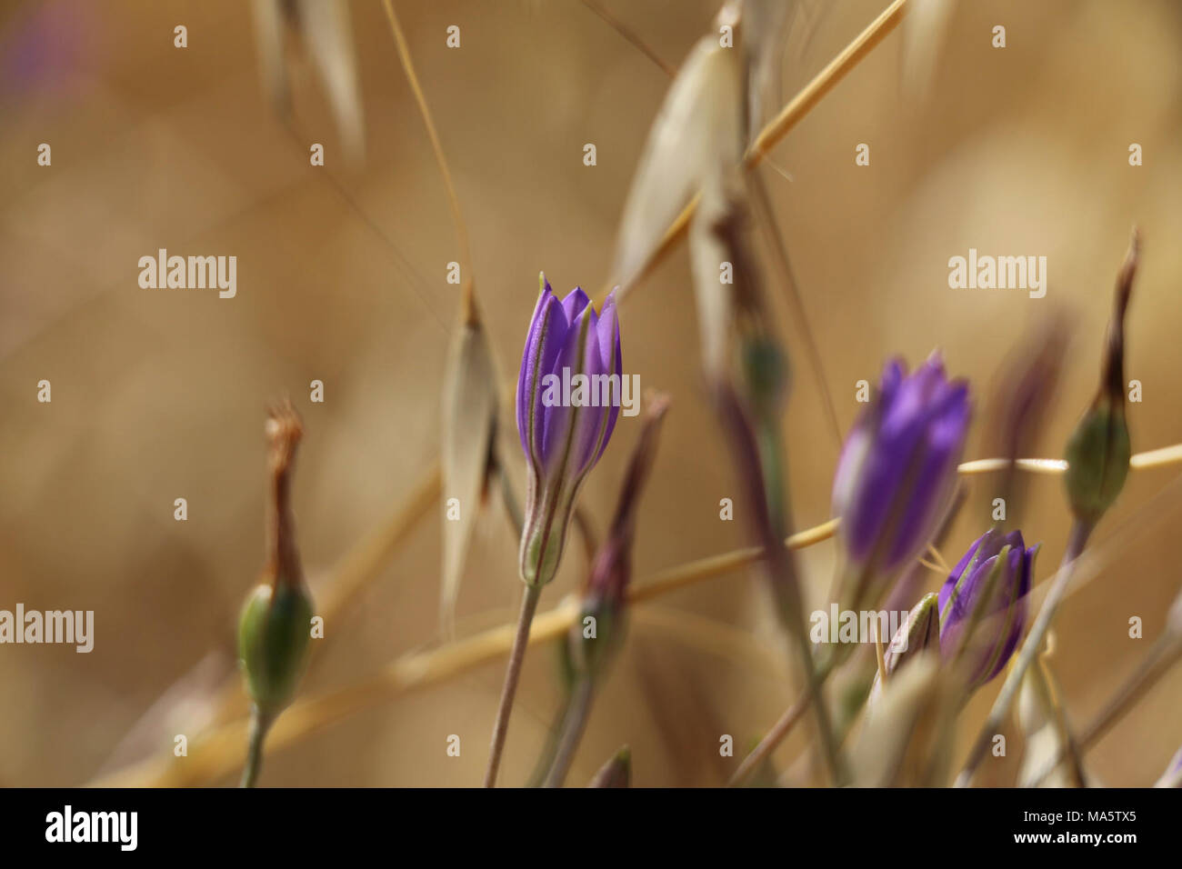 Thread-leaved brodiaea waking up in the morning. Stock Photo