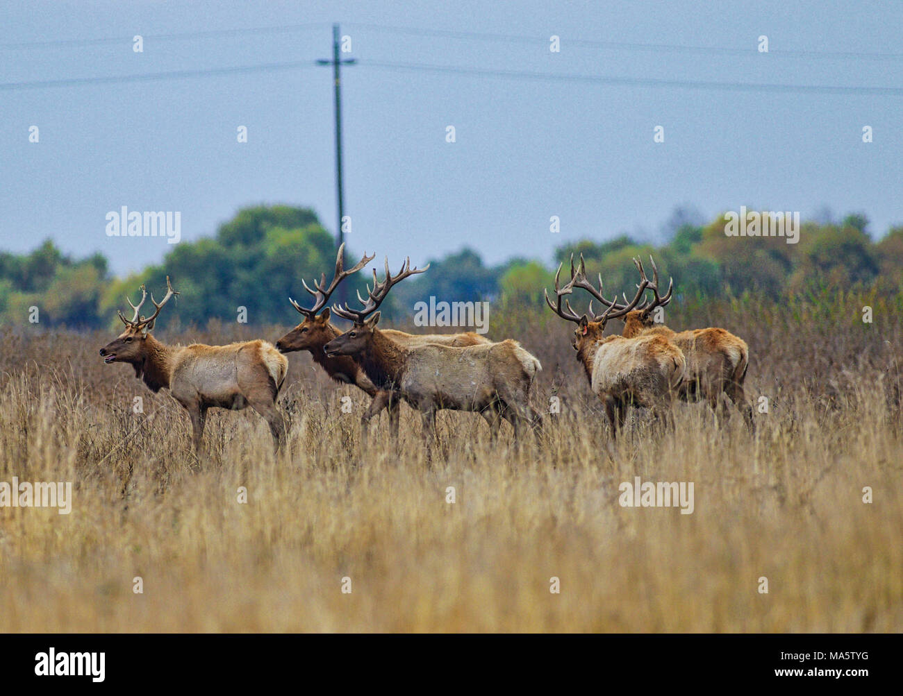 Tule elk at San Luis National Wildlife Reserve. November 20, 2017. Stock Photo