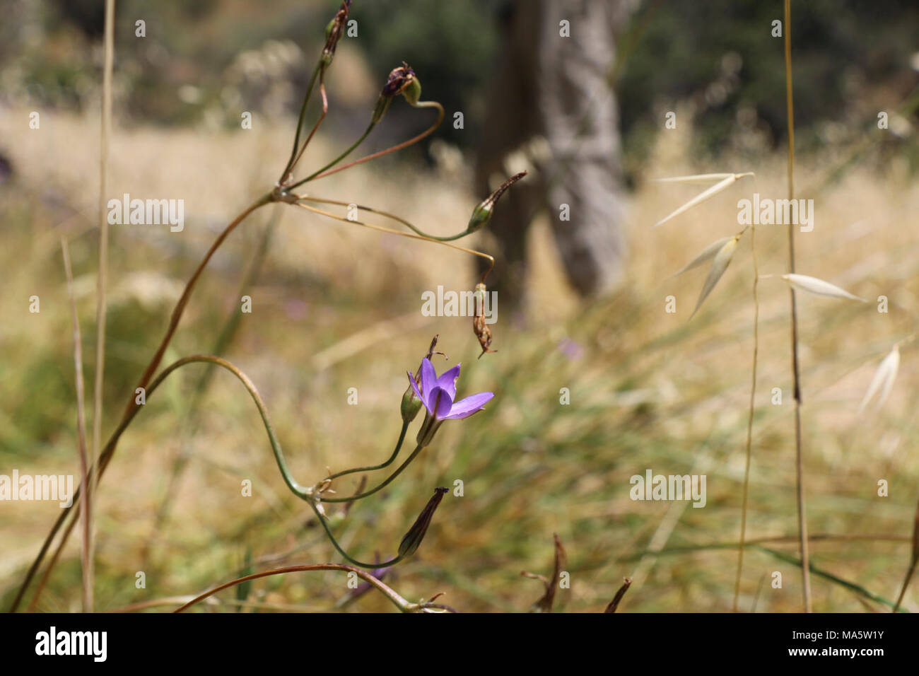 Visitors at Glendora Community Conservancy property to see the brodiaea. Stock Photo