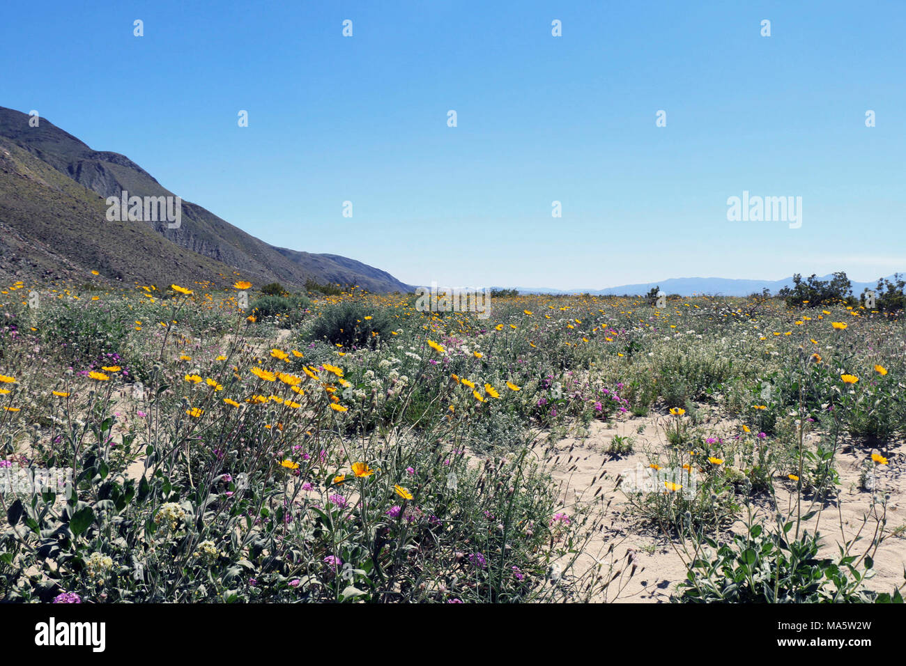U s native wildflowers hi-res stock photography and images - Alamy