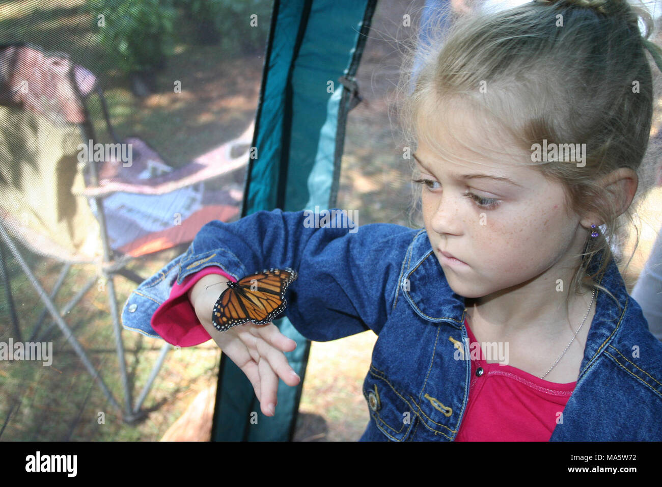 Monarch Butterfly in Florida Stock Photo Alamy