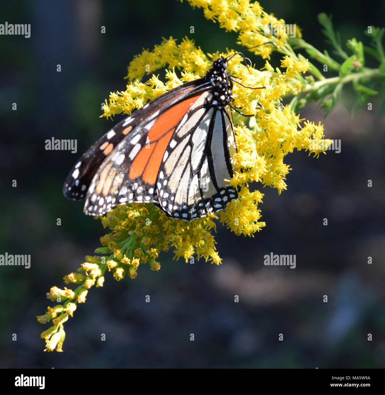 Monarch Butterfly in Texas Stock Photo Alamy