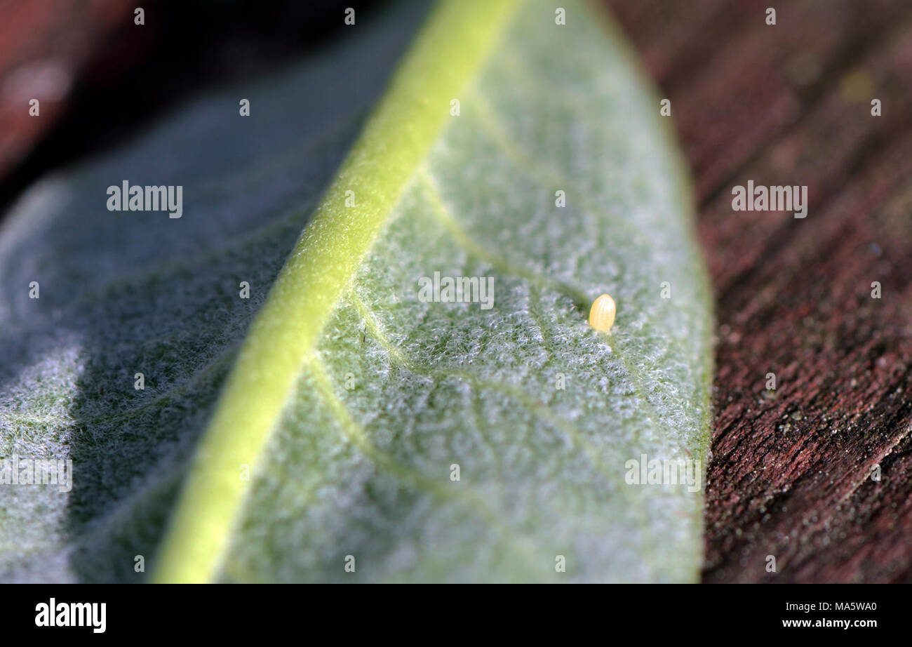 Monarch butterfly eggs hires stock photography and images Alamy
