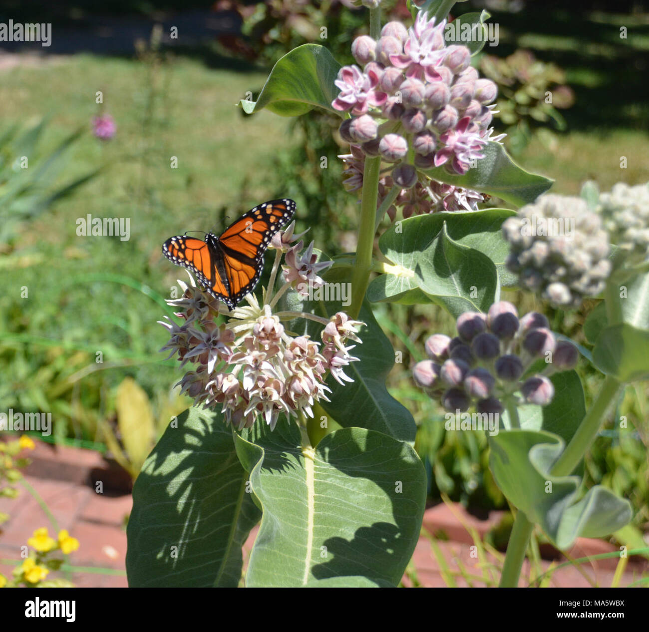 Monarch Butterfly in Oregon Stock Photo Alamy