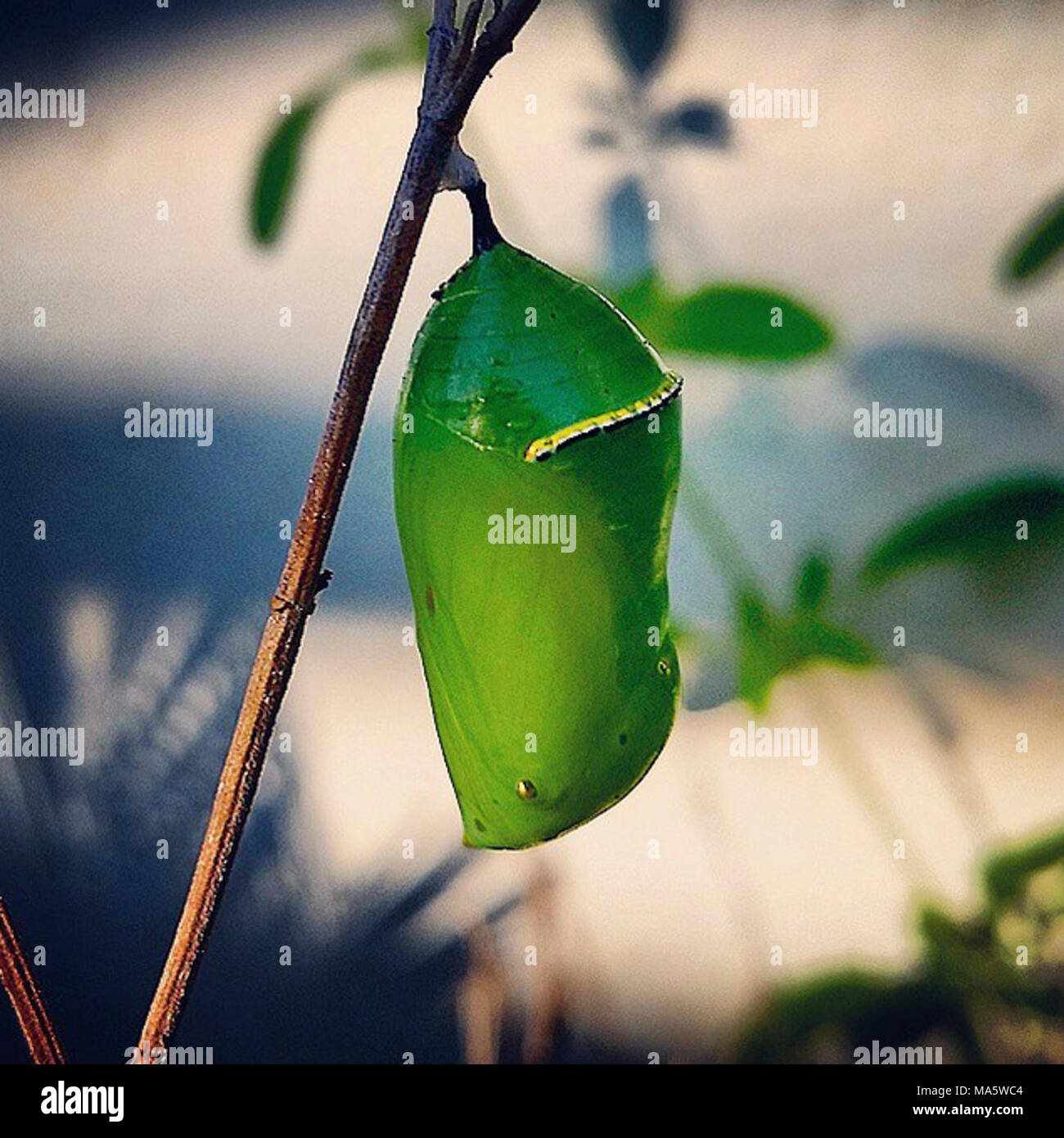 Monarch Chrysalis in California Stock Photo Alamy