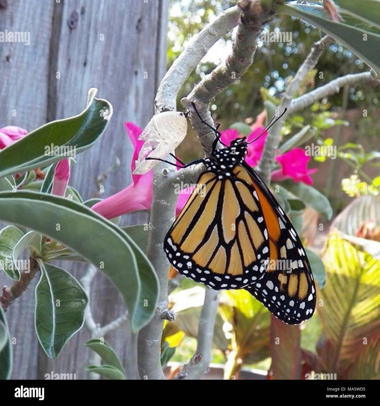 Monarch Butterfly in Florida Stock Photo Alamy