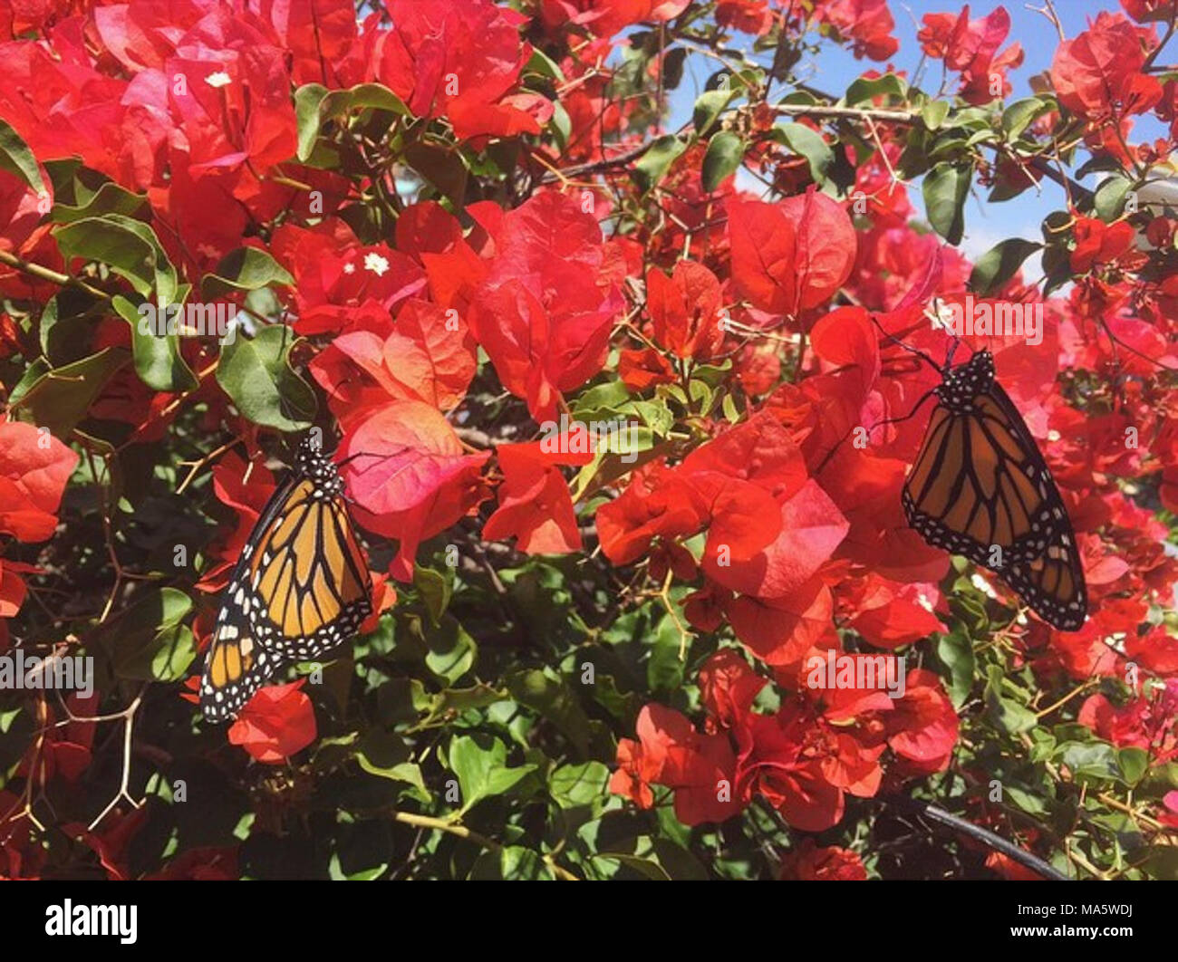 Monarch Butterflies in California Stock Photo Alamy
