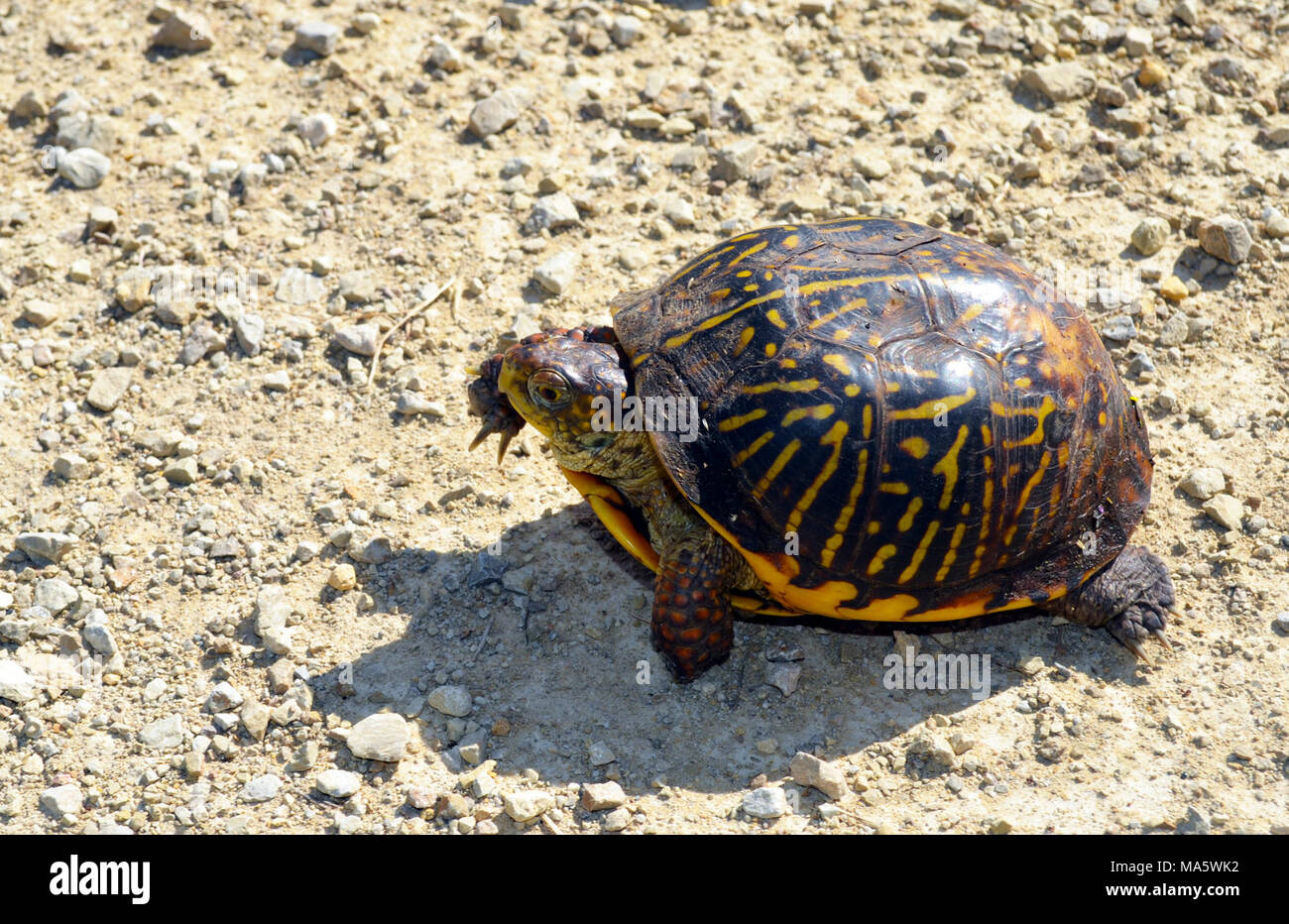 Ornate box turtle. Stock Photo