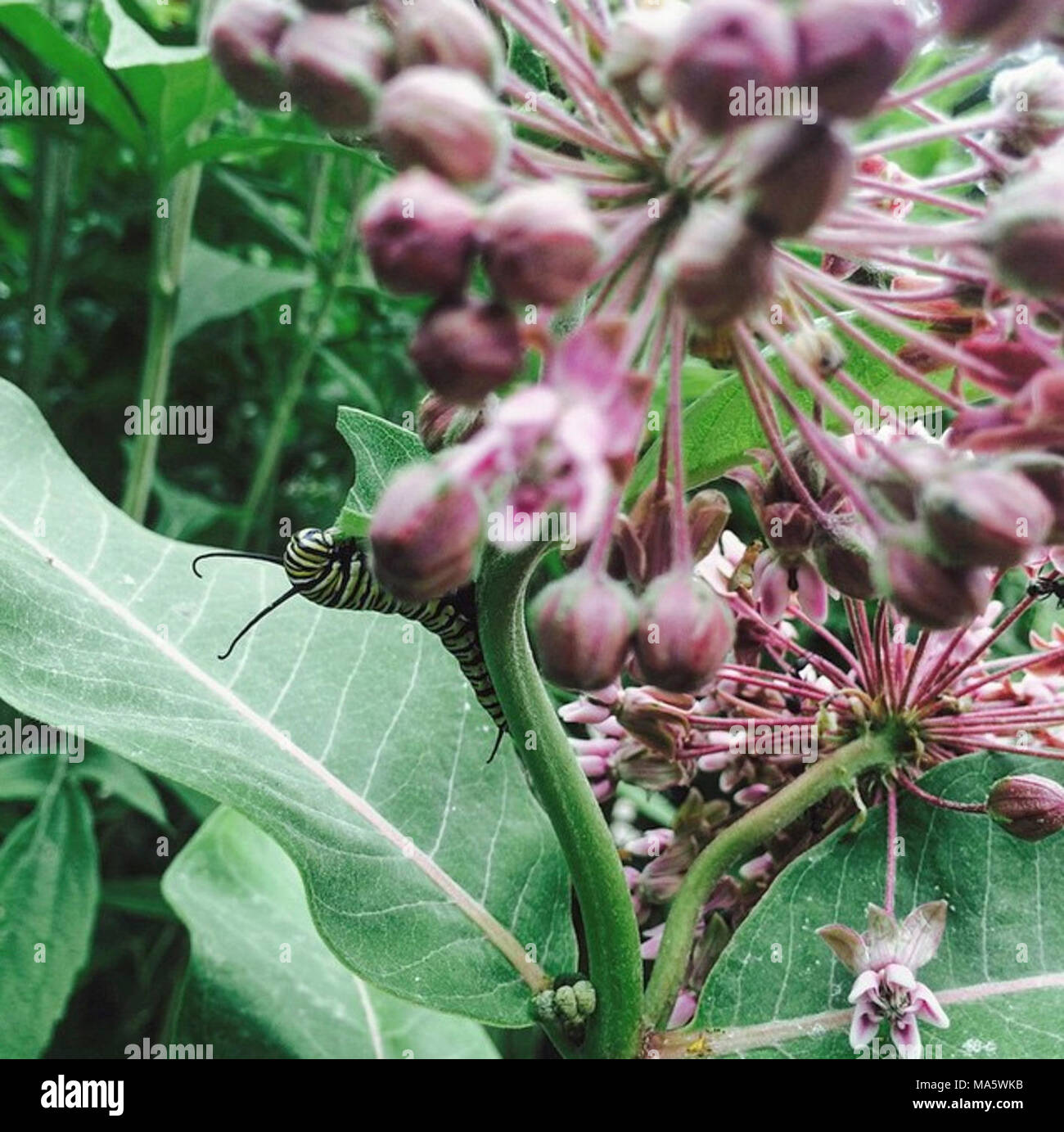 Monarch Caterpillar in Wisconsin Stock Photo - Alamy