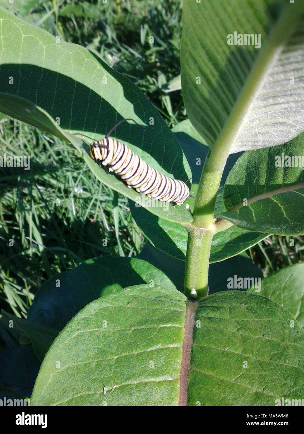 Monarch Caterpillar in Ohio Stock Photo Alamy