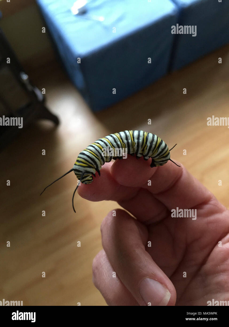 Monarch Caterpillar in Wisconsin Stock Photo - Alamy