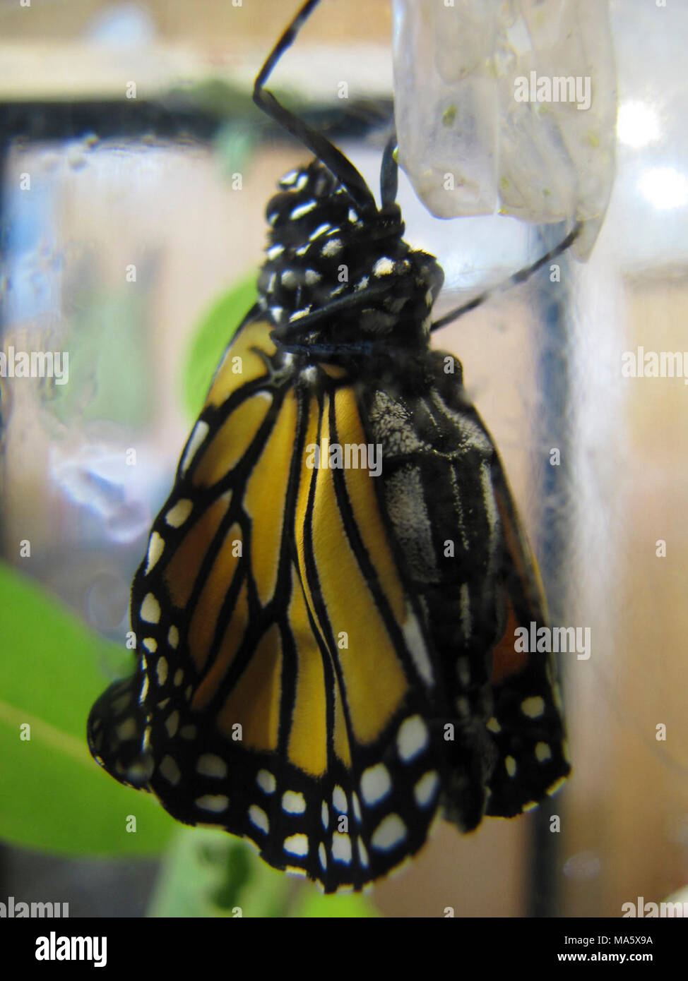 Monarch. This Monarch butterfly emerge from its cocoon this morning