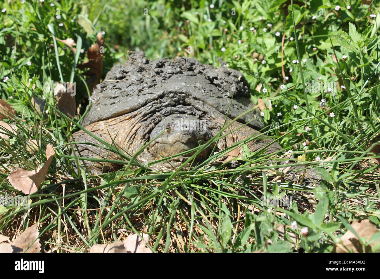 Snapping turtle photo and image hires stock photography and images Alamy