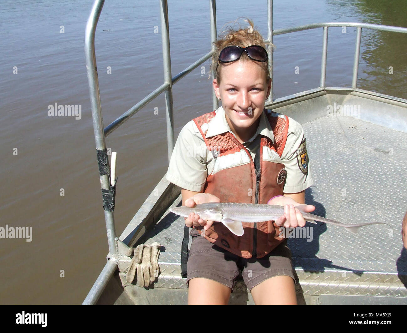 Small fry. U.S. Fish and Wildlife Service employee Randi Preece displays a young endangered pallid sturgeon before releasing it back into the lower Missouri River. Stock Photo