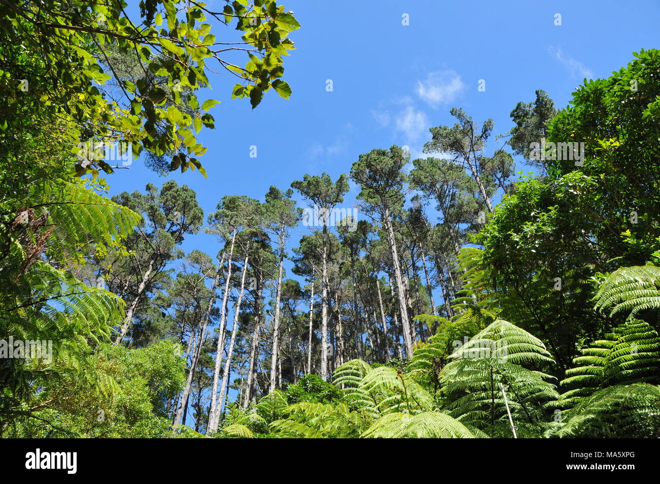 Native and introduced flora in Zealandia Stock Photo