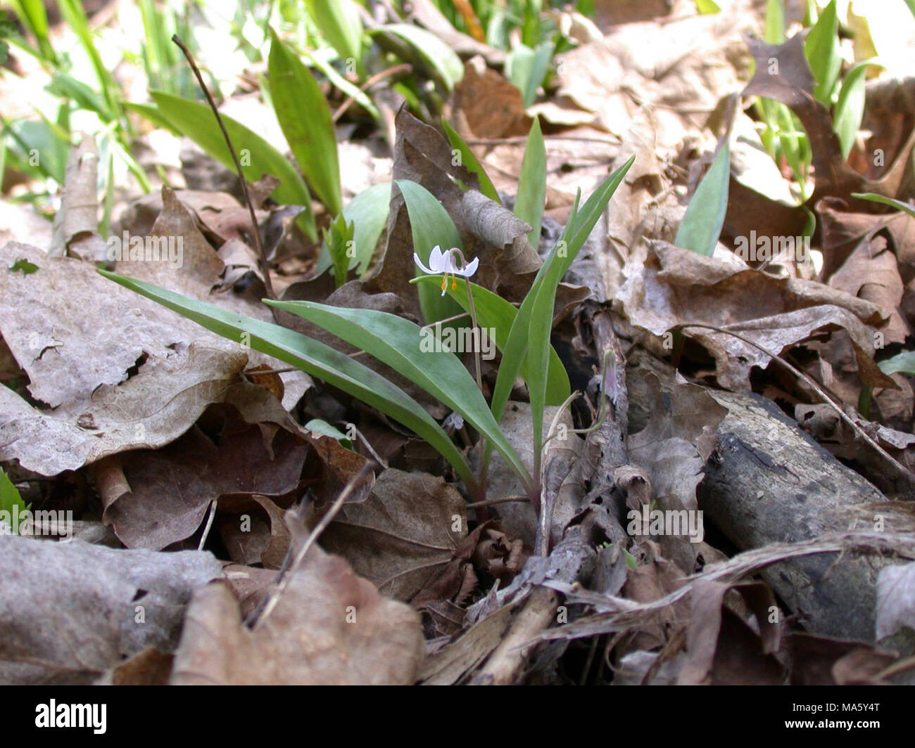 Minnesota Dwarf Trout Lily. Stock Photo