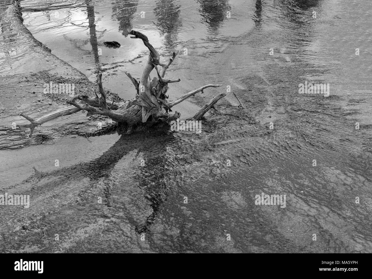 Shallow water with stump of dead tree, water waves and ripples. Black and white image. Stock Photo