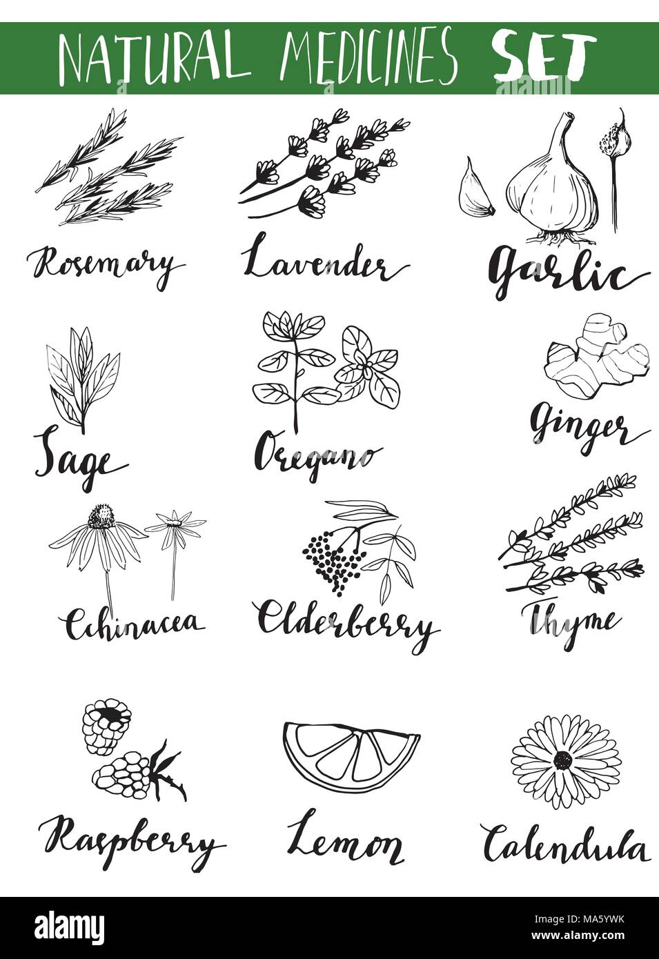 Herbs and medicinal plants collection. Vector hand drawn isolated objects on white Stock Vector