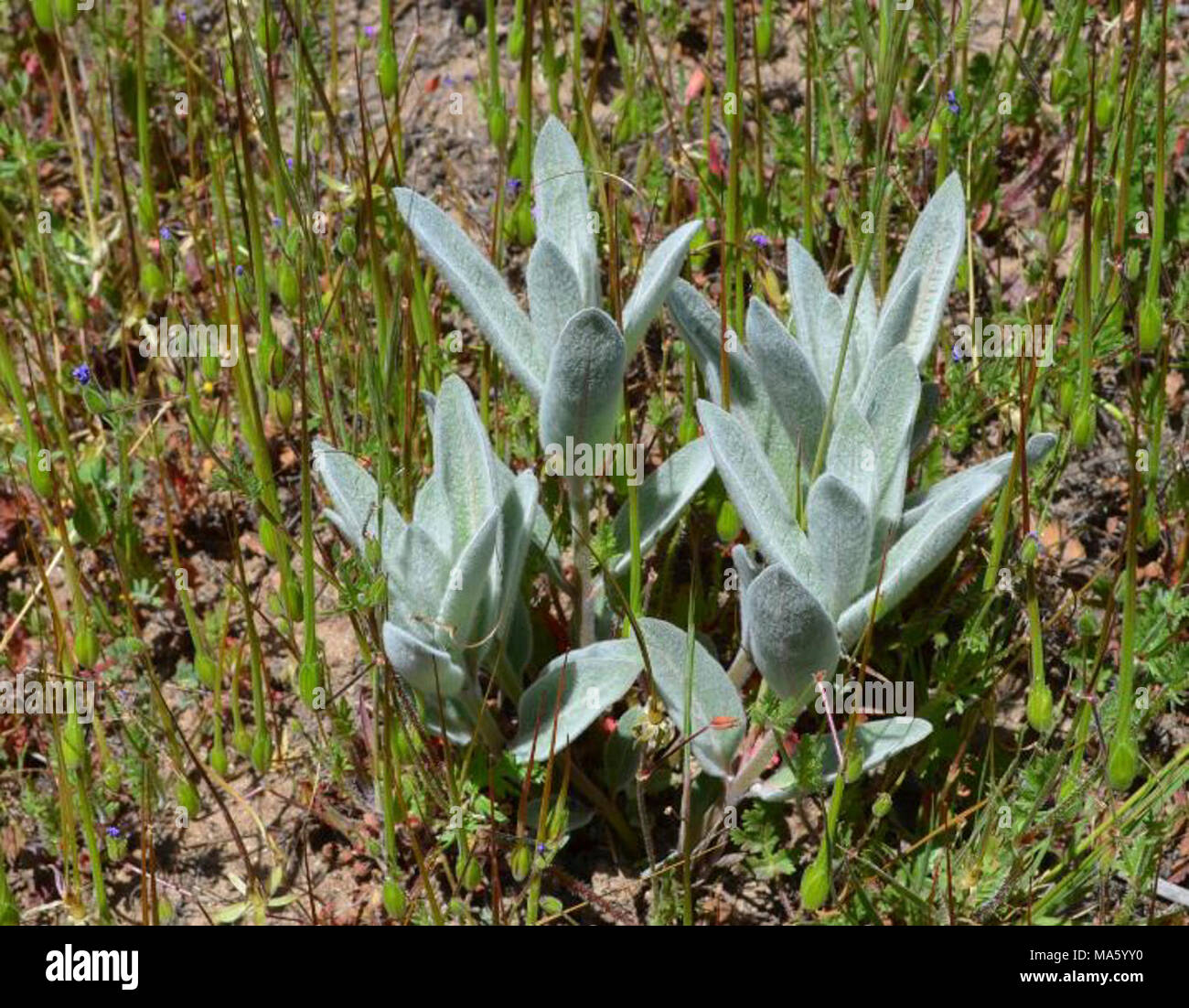 Woolypod milkweed (Asclepias eriocarpa). Partners for Fish and Wildlife project in San Diego County Stock Photo