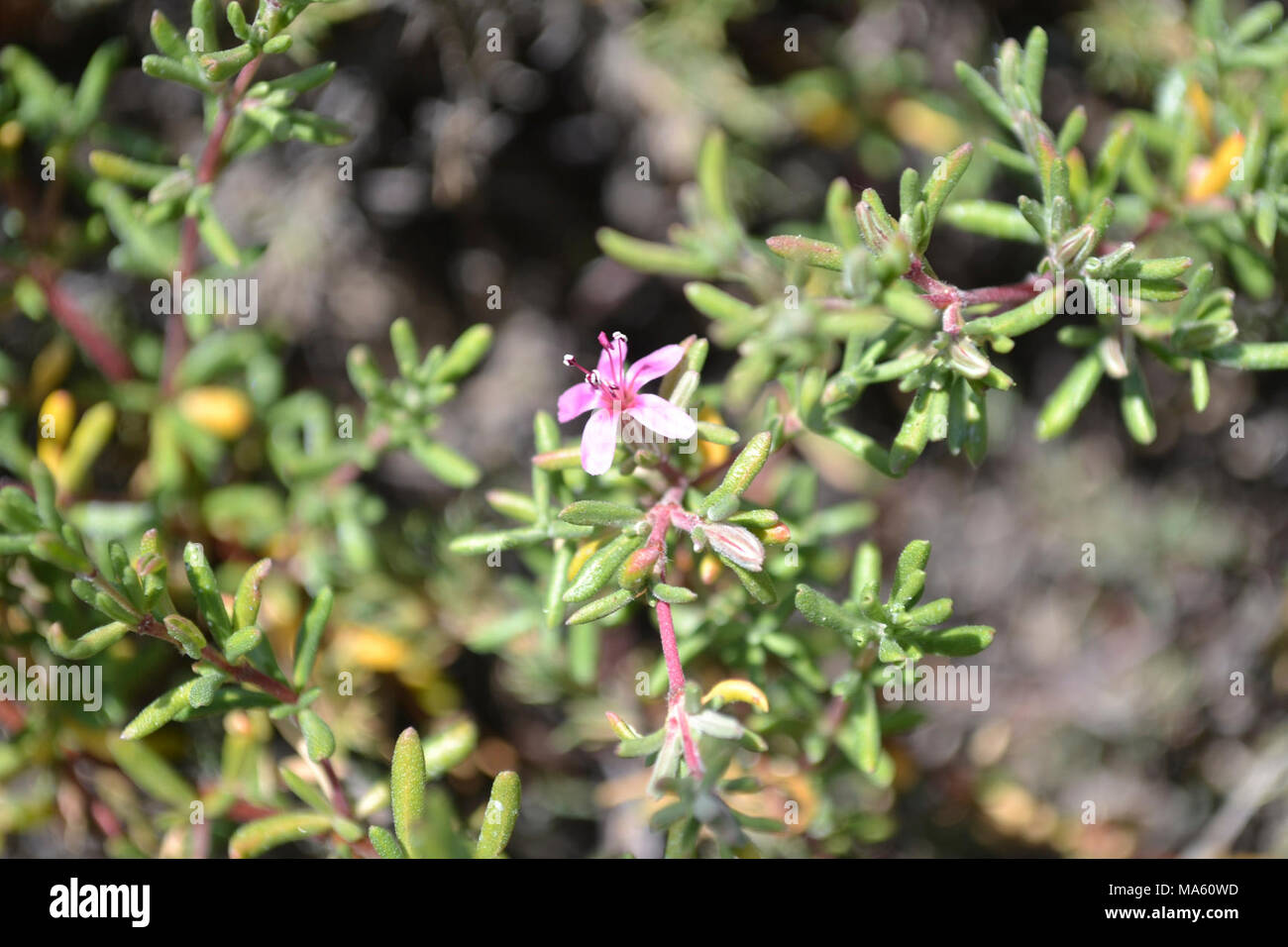 Alkali-heath (Frankenia salina) in bloom. Stock Photo