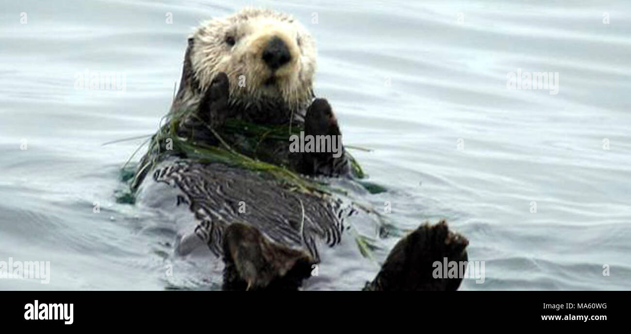 All fur no blubber. Sea otters have the densest fur in the animal kingdom,  ranging from 250,000 to a million hairs per square inch, which insulates  them and maintains warmth. Unlike other