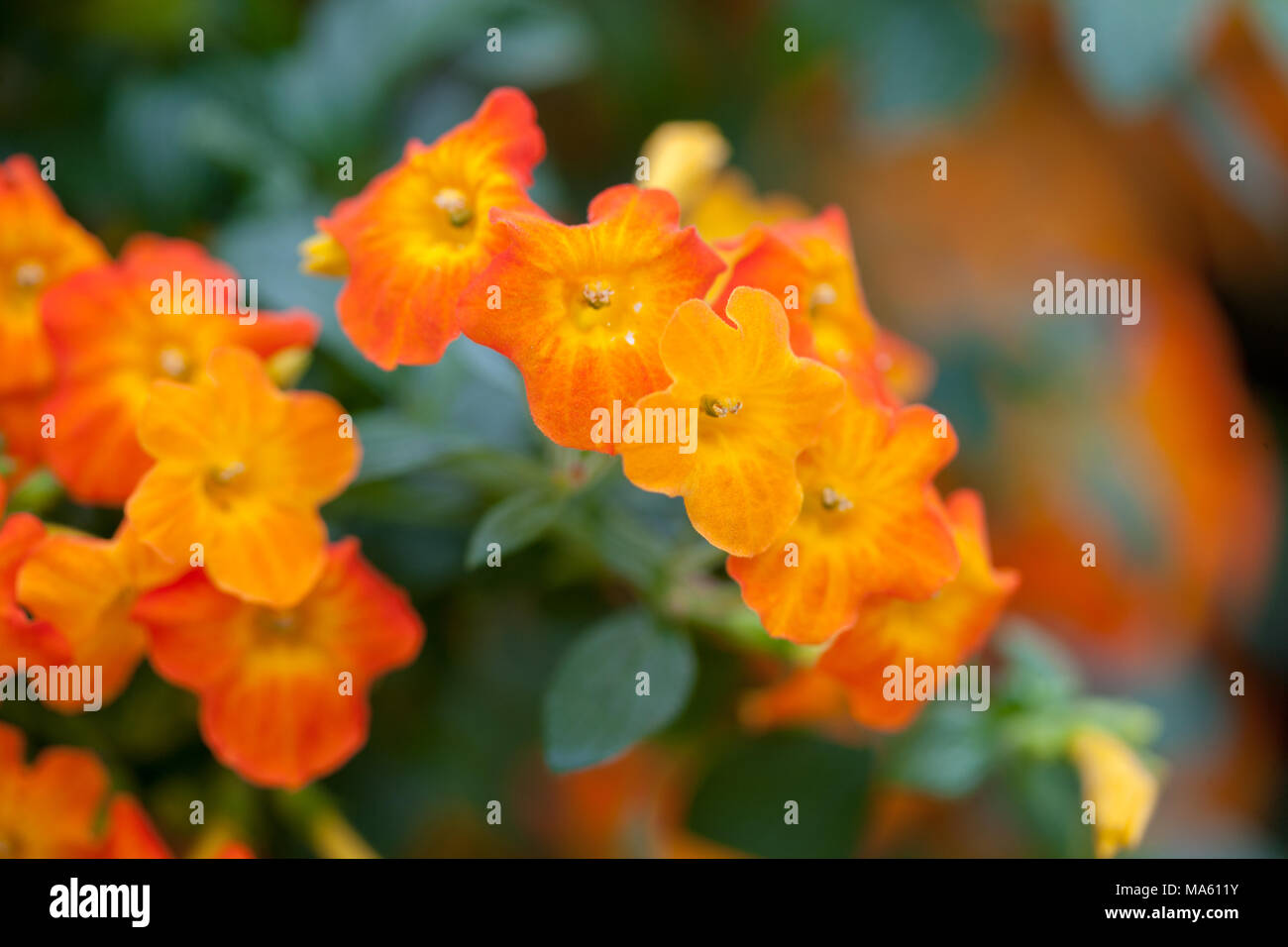 Marmalade Bush, Gulltratt (Streptosolen jamesonii Stock Photo Alamy