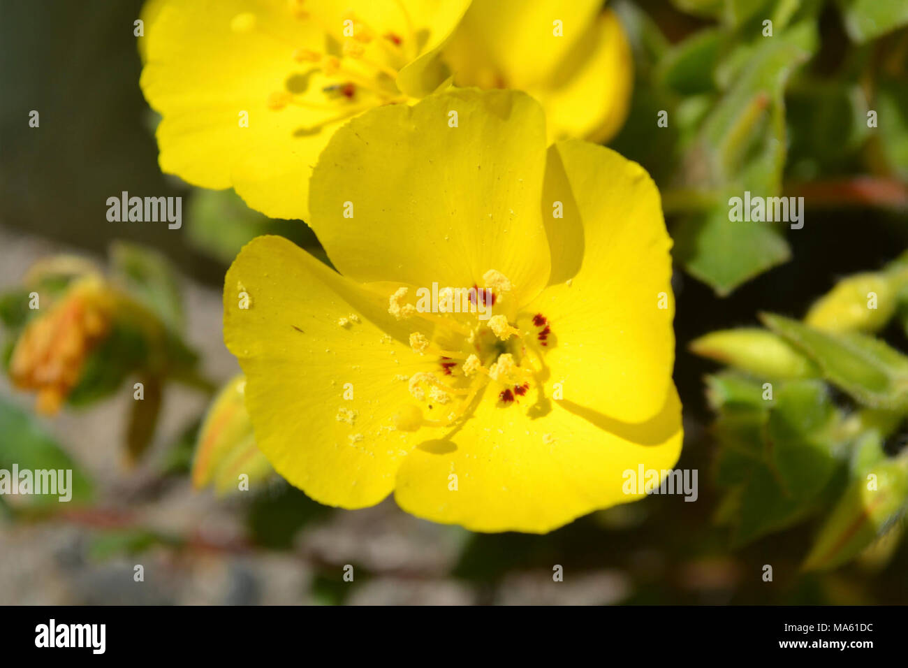 Beach evening primrose (Camissonia cheiranthifolia). A native dune species, this gorgeous yellow flower blooms from April to August. Stock Photo