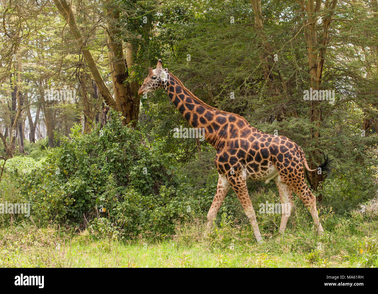 Rothschilds giraffe giraffa camelopardalis rothschildi safari hi-res ...