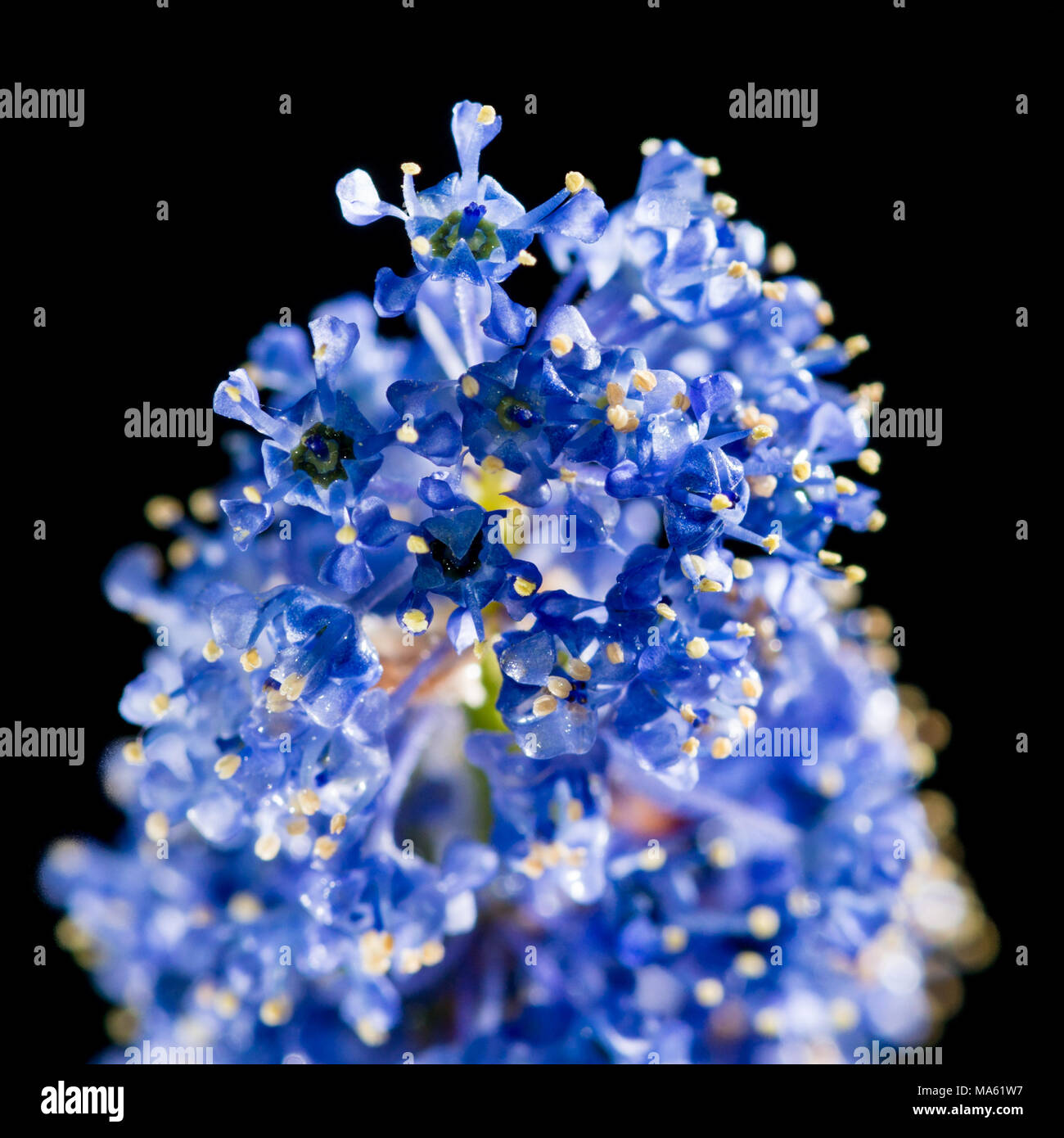A macro shot of a blue ceanothus bloom. Stock Photo
