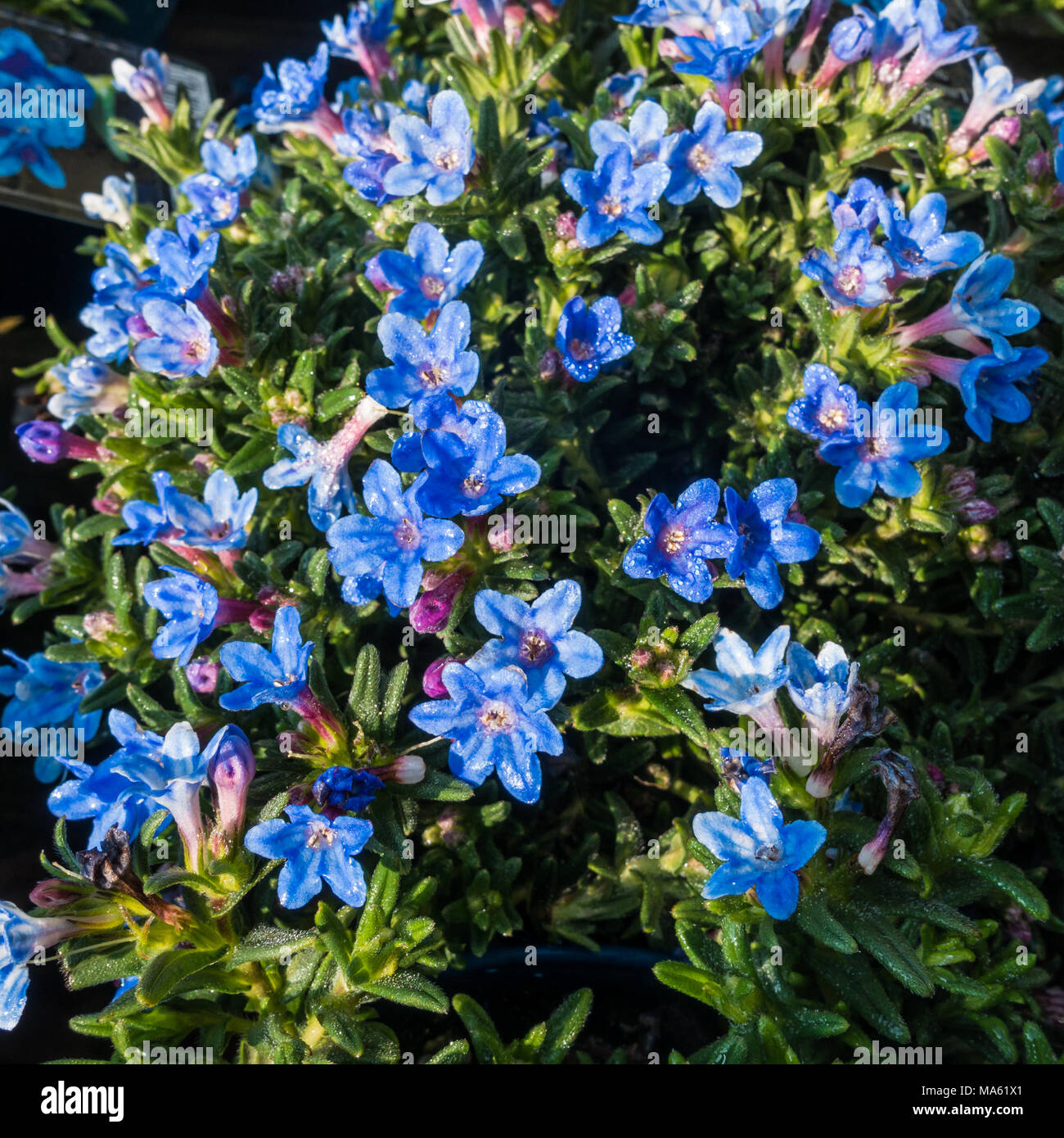 A macro shot of some blue lithodora diffusa blooms. Stock Photo