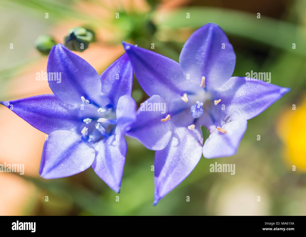A macro shot of a pair of grassnut blooms. Stock Photo
